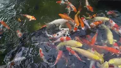 公园鱼池喂养锦鲤金鱼视频的预览图
